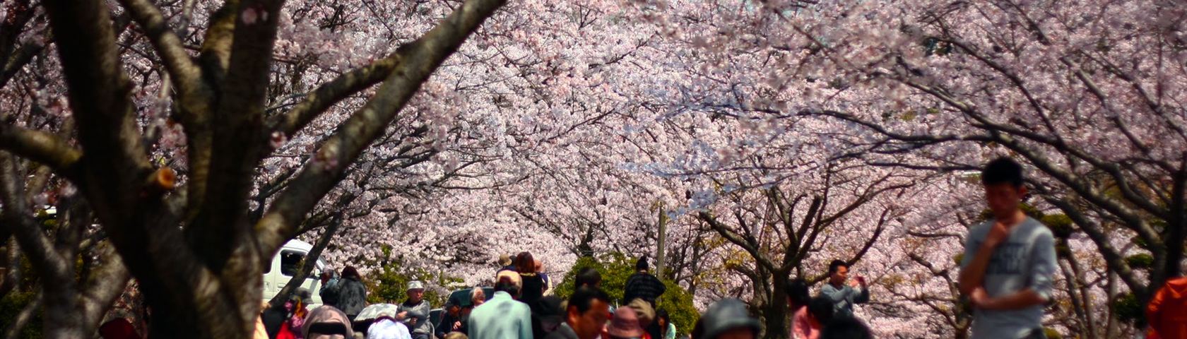 Walkway Beneath Flowering Cherry Trees
