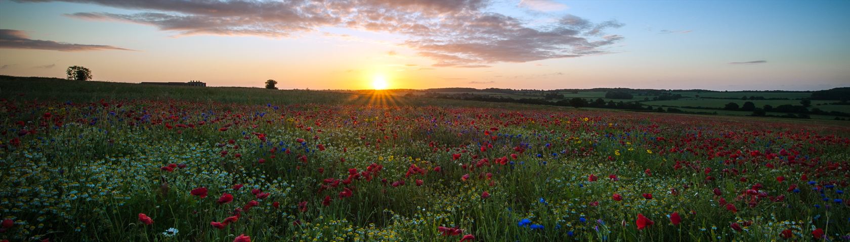 Sunrise Over a Poppy Field