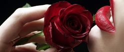 Passionate Rose
