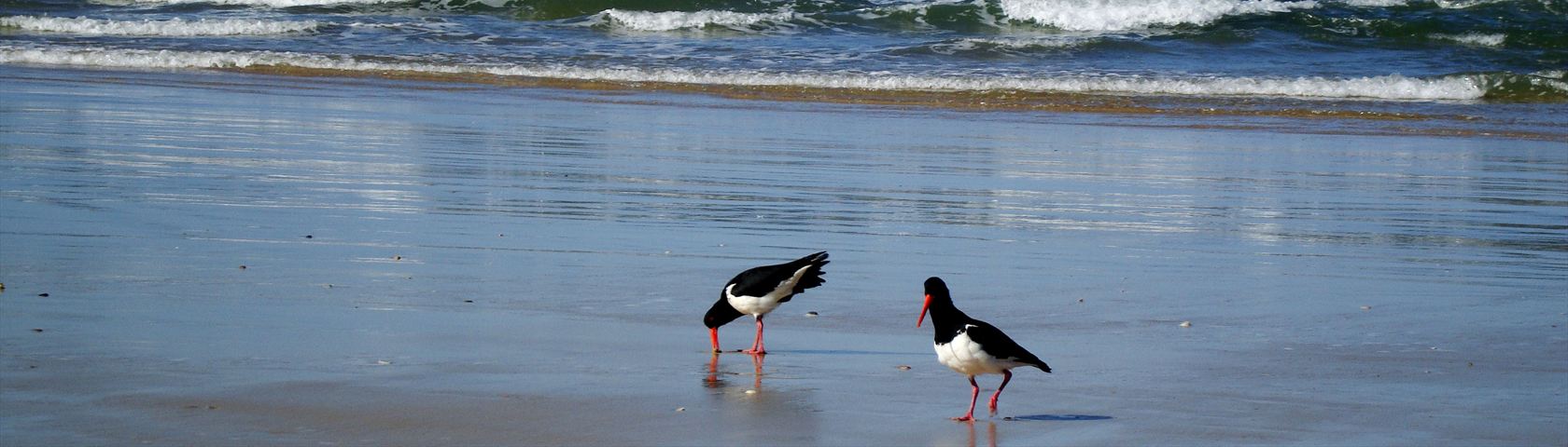 Two Birds on Beach