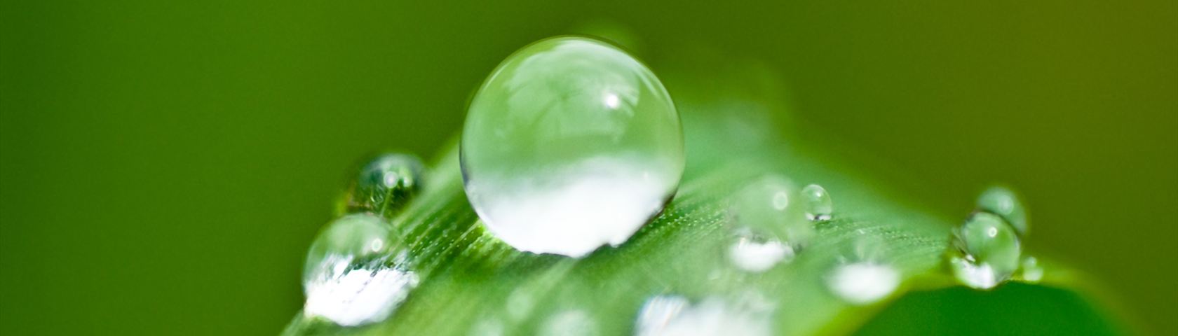 Droplet on Grass