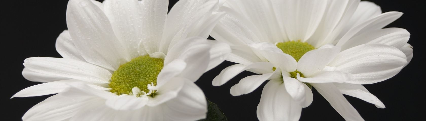 Simple White Chrysanthemum