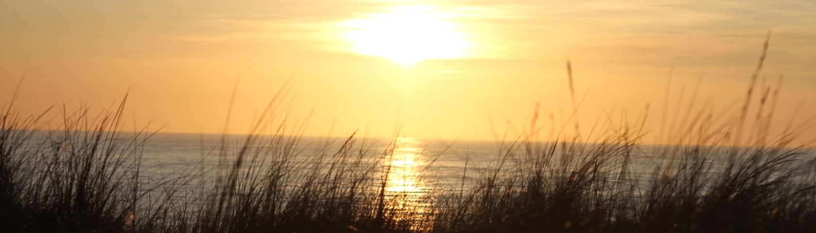 Sunset Through Grass